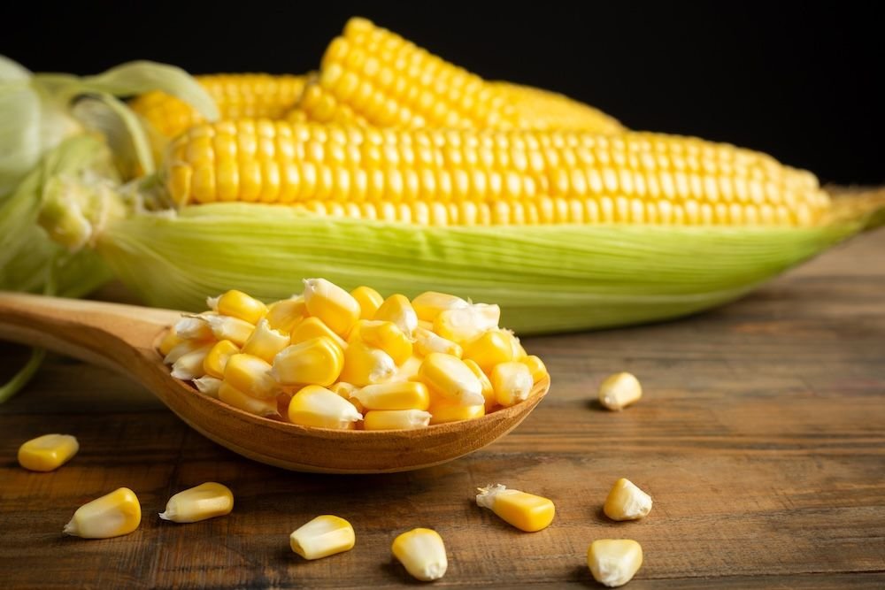 Export quality maize from India - Cosmo Products