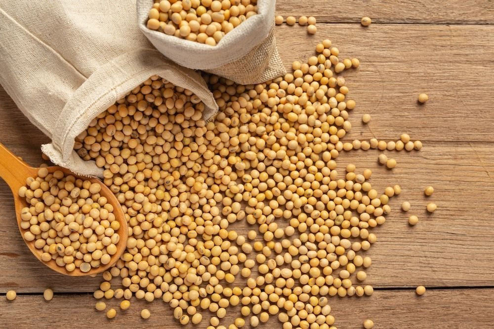 Export grade soyabean from Gujarat India